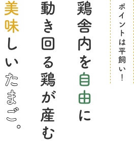 鶏舎内を自由に動き回る鶏が産む美味しいたまご。